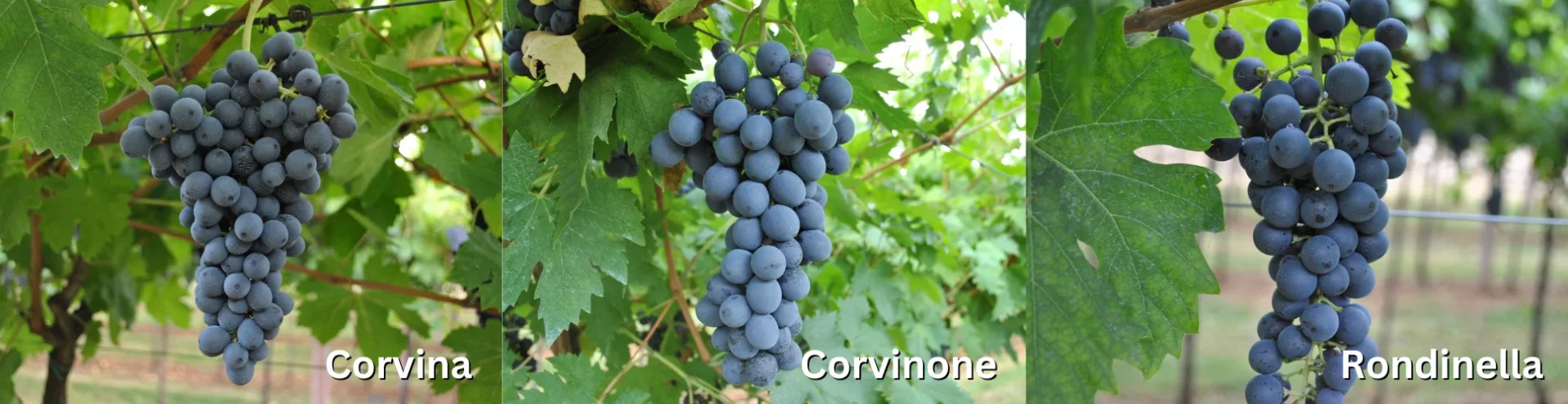 Amarone della Valpolicella-Impressing customers fondly-Meroni-Grape Variety-With Love From Italy