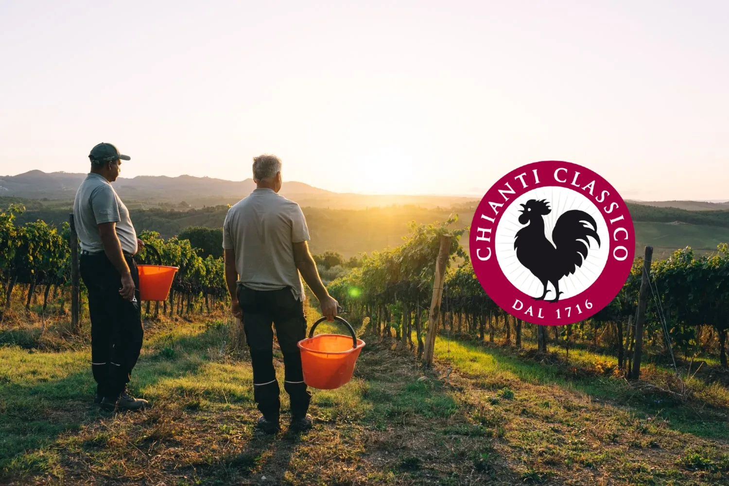Chianti Classico: The Legacy from Grape to Glass