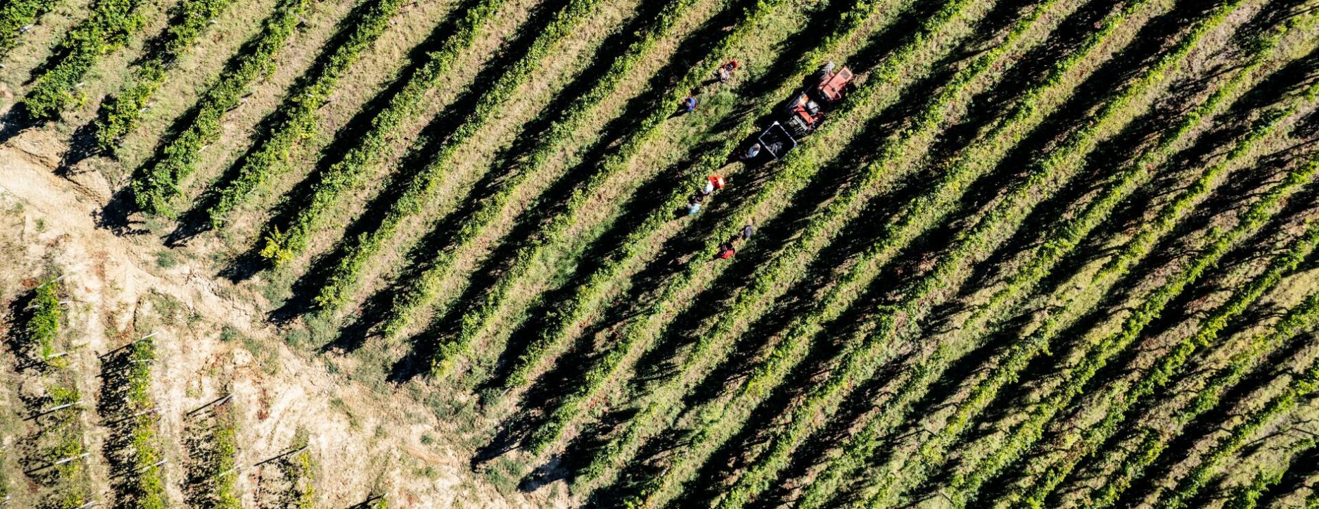 Barolo-Vineyard-With Love From Italy