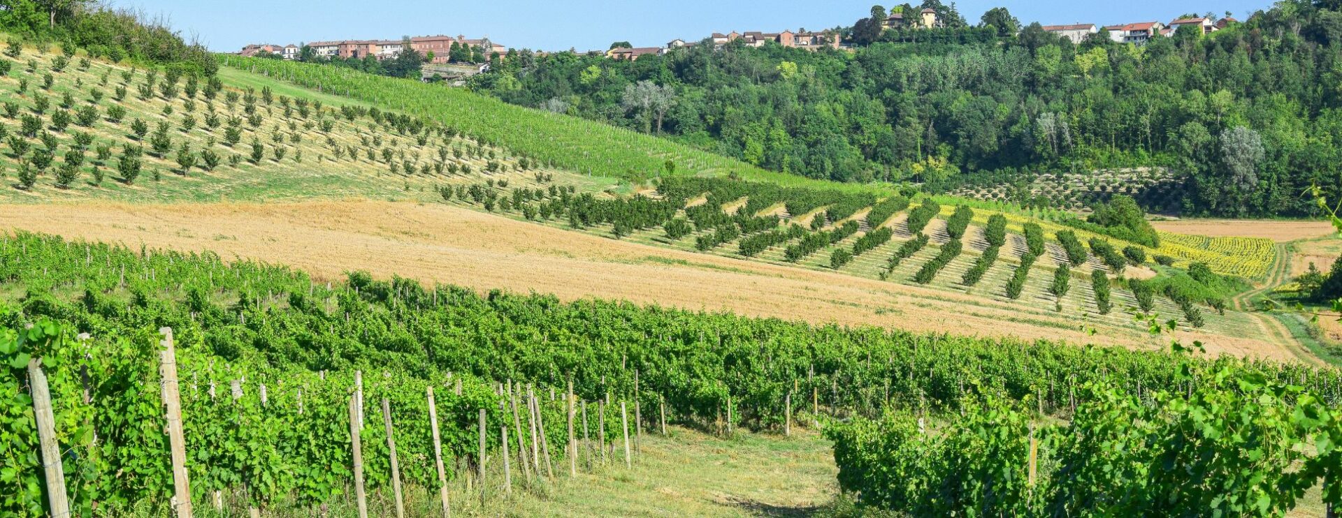 Barolo-Vineyard-With Love From Italy