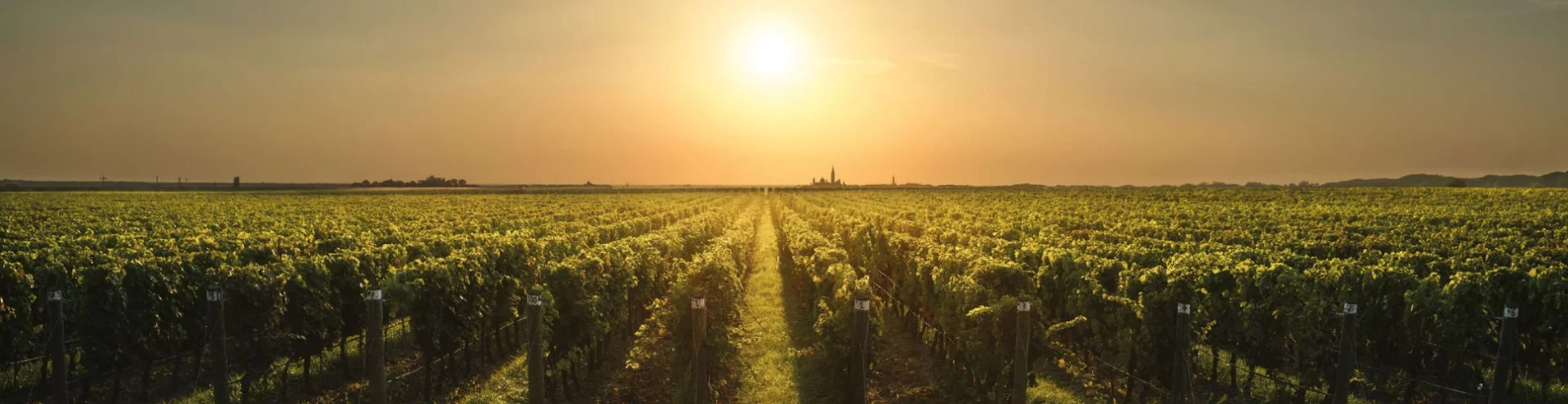 Wine Vineyard - With Love From Italy