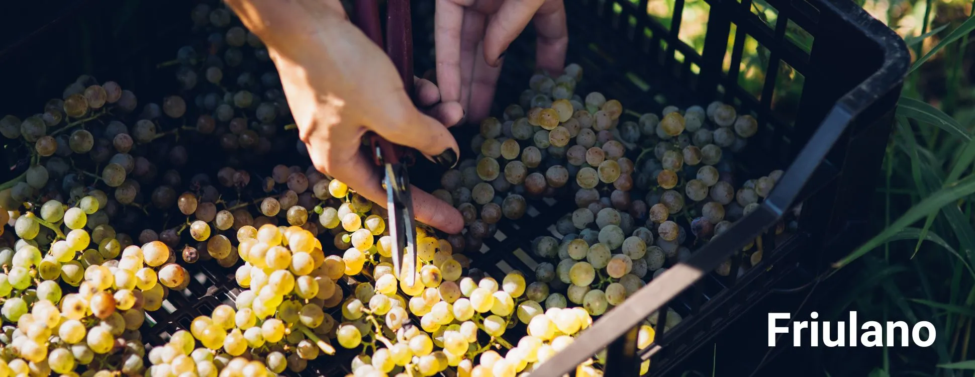 Friuli Grape Variety - With Love From Italy