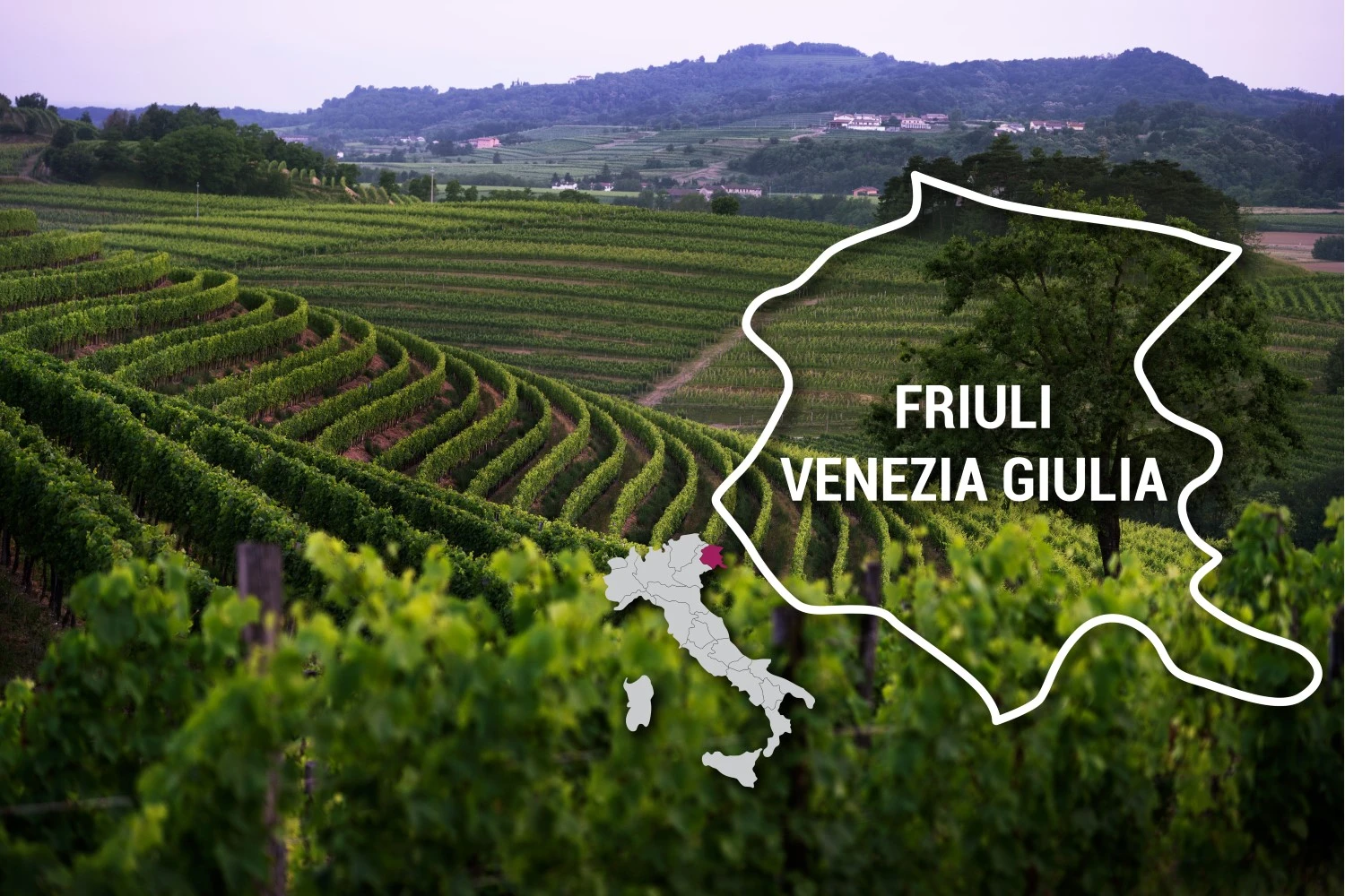 Friulano: Friuli’s Charm and Versatility